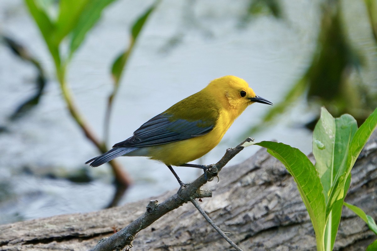 Prothonotary Warbler - ML634819385