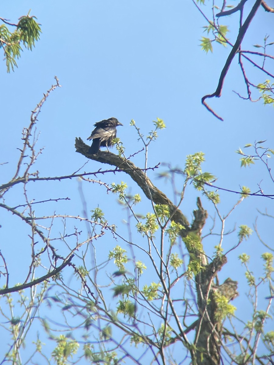 American Crow - ML634819404