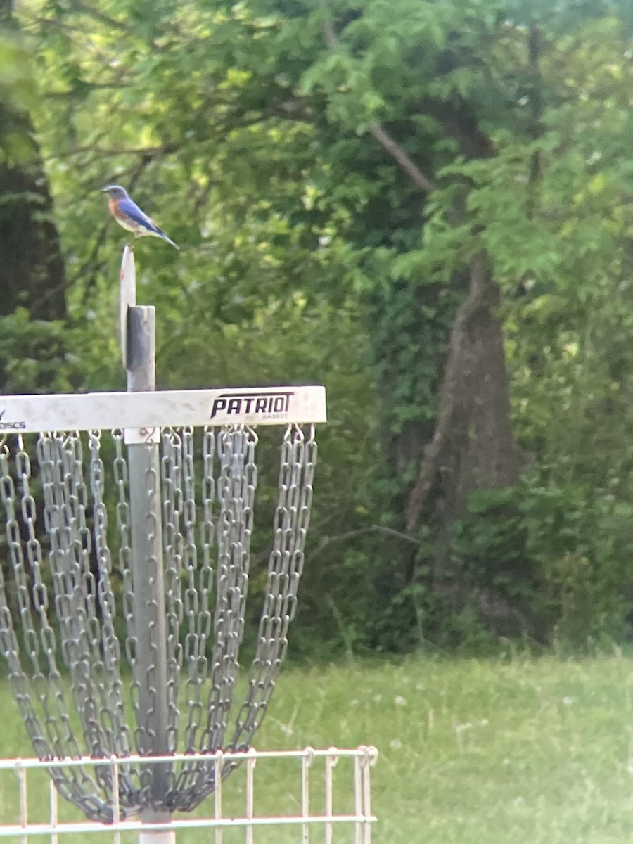 Eastern Bluebird - ML634819417