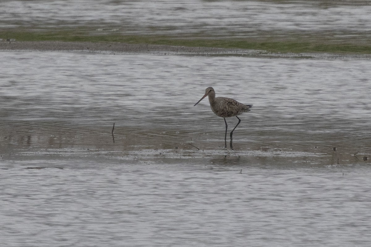 Hudsonian Godwit - ML634819778