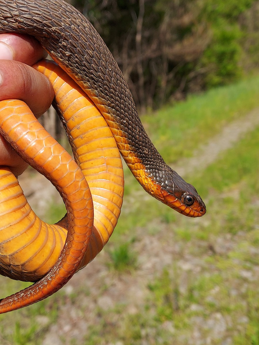 Plain-bellied Watersnake - ML634819785