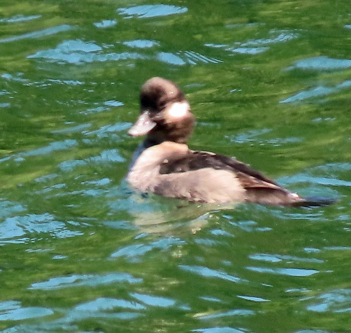 Bufflehead - ML634820169