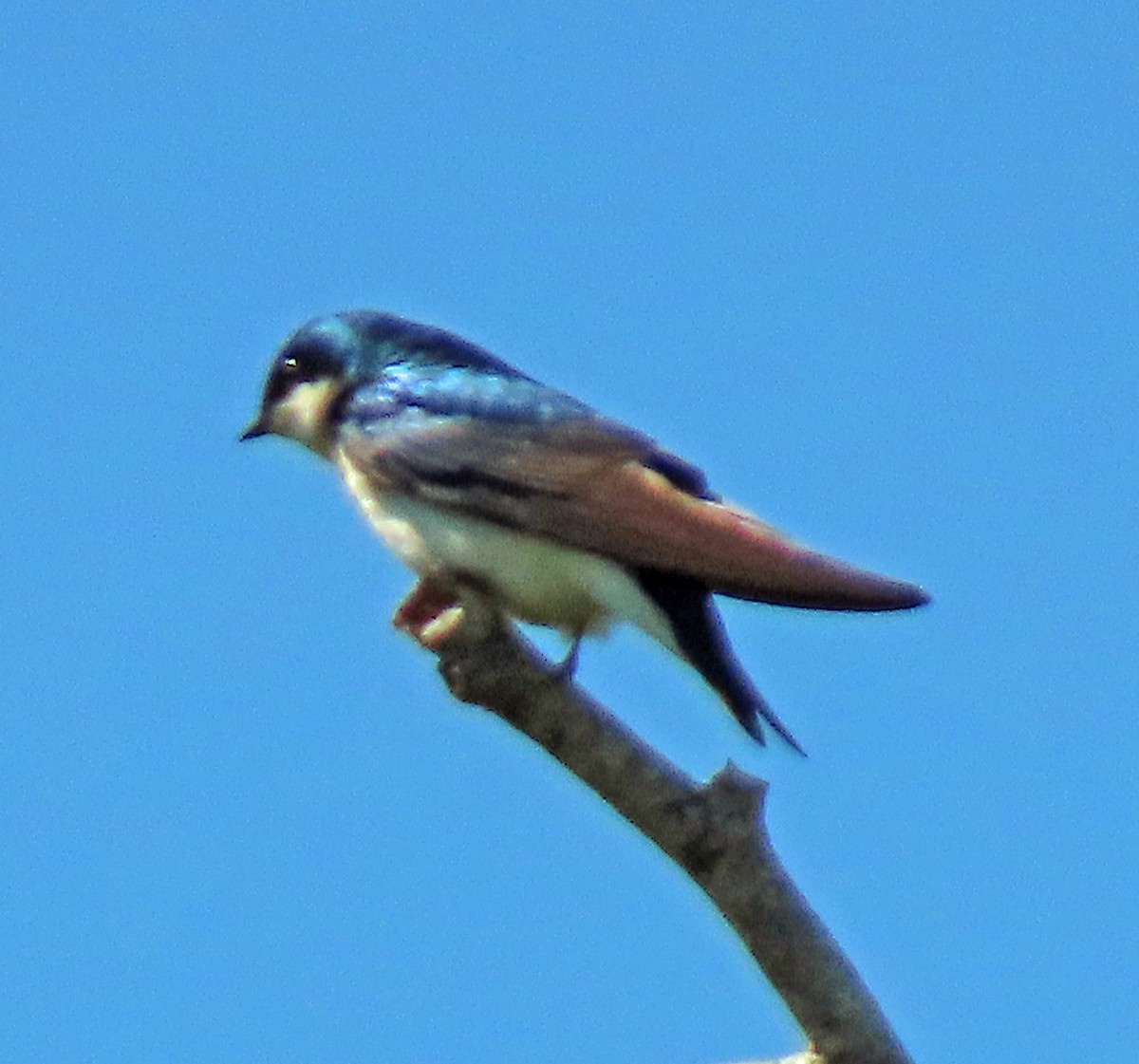 Tree Swallow - ML634820208
