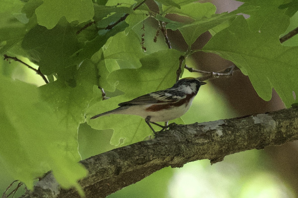 Chestnut-sided Warbler - ML634820223