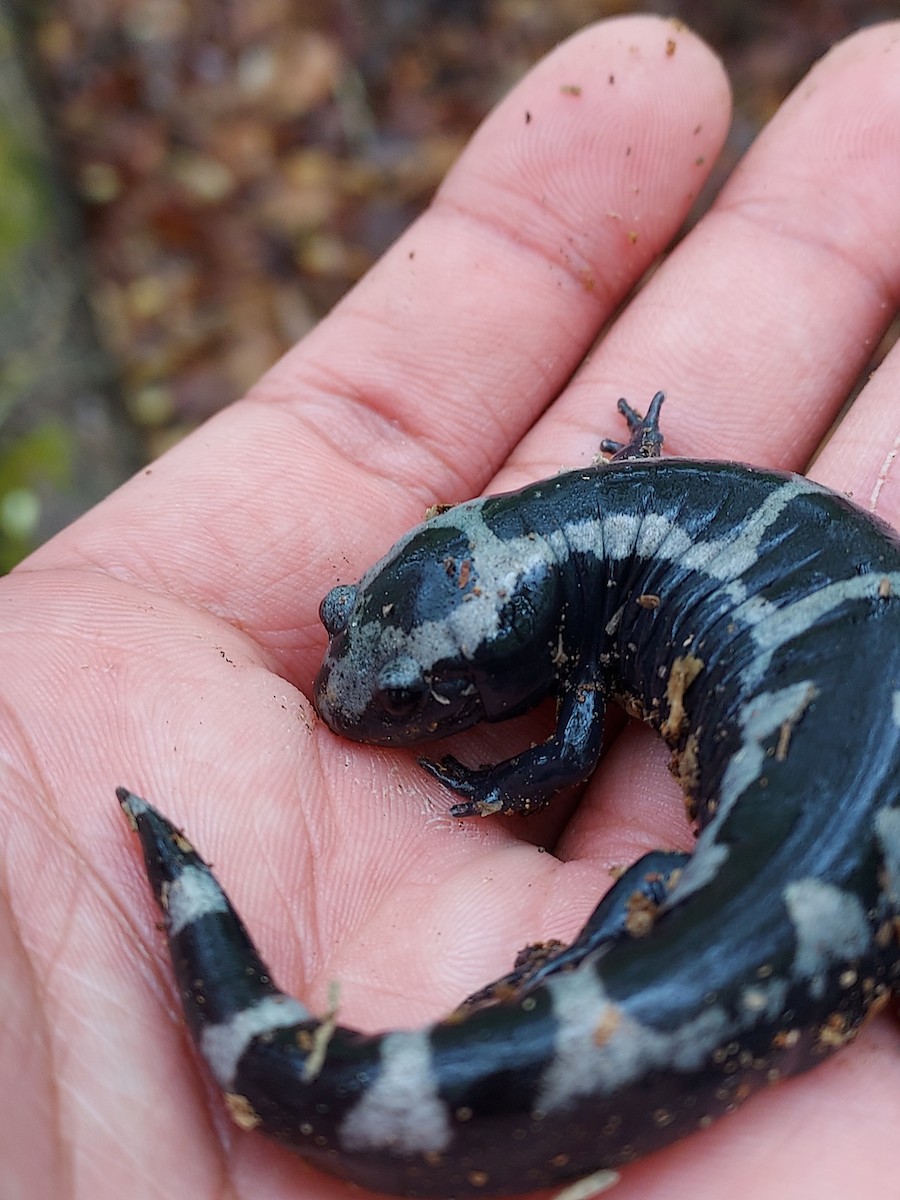 Marbled Salamander - ML634820233