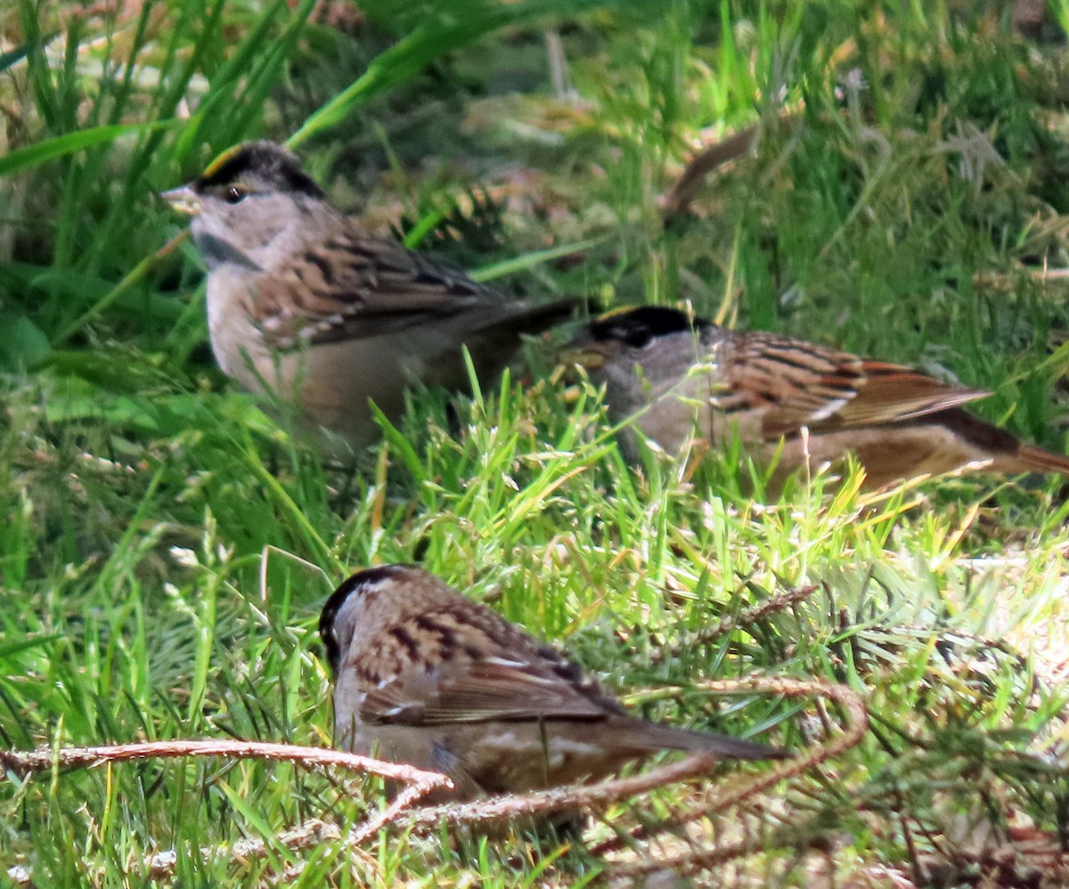 Golden-crowned Sparrow - ML634820244