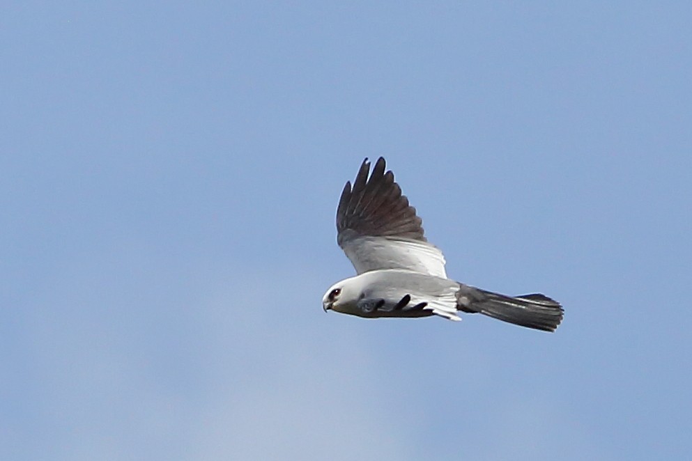 Mississippi Kite - ML634820253