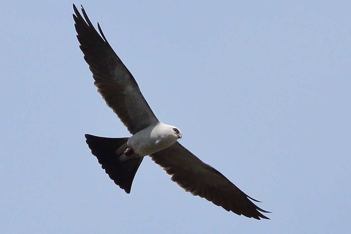 Mississippi Kite - ML634820258