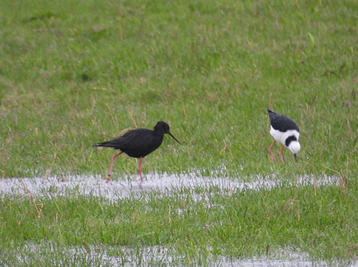 Black Stilt - ML634820296
