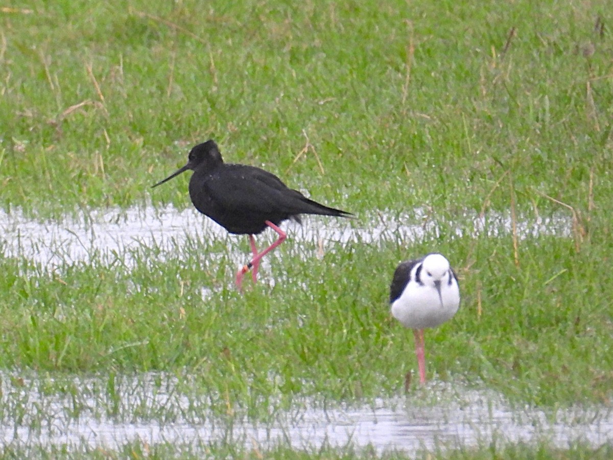 Black Stilt - ML634820308