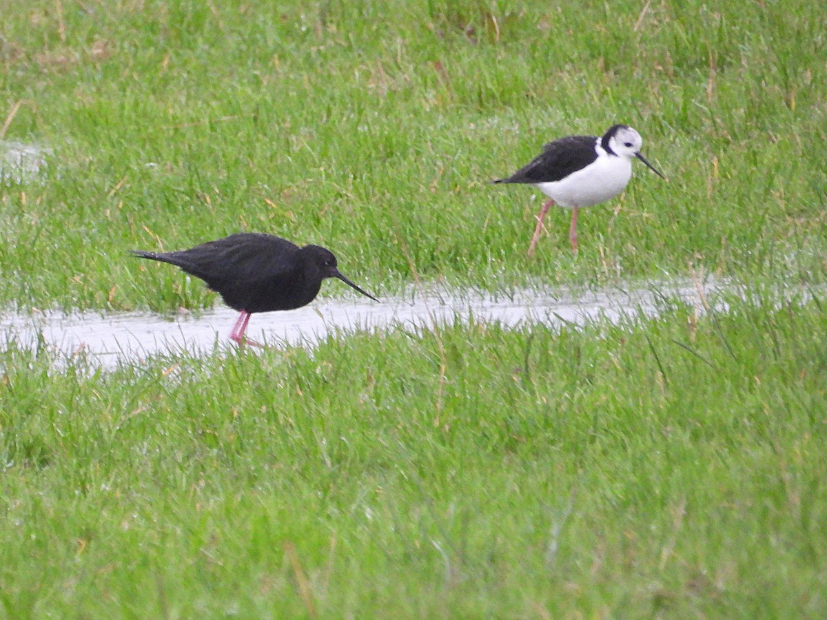 Black Stilt - ML634820317