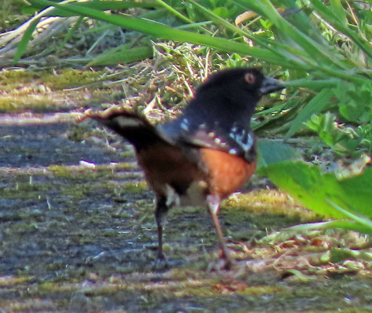Spotted Towhee - ML634820410