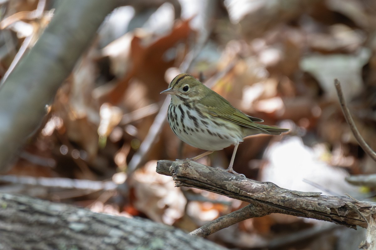 Ovenbird - ML634820525