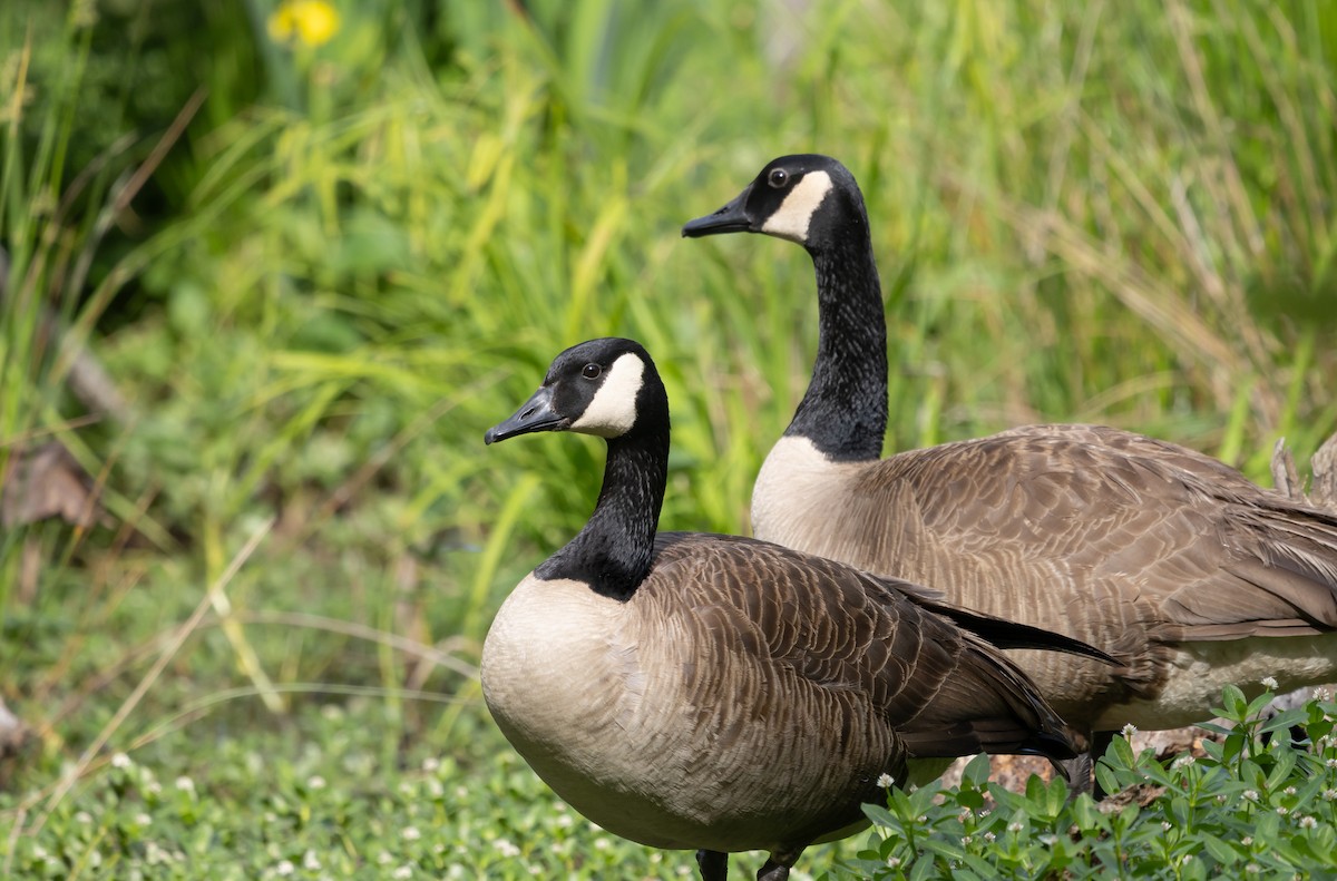 Canada Goose - ML634820643