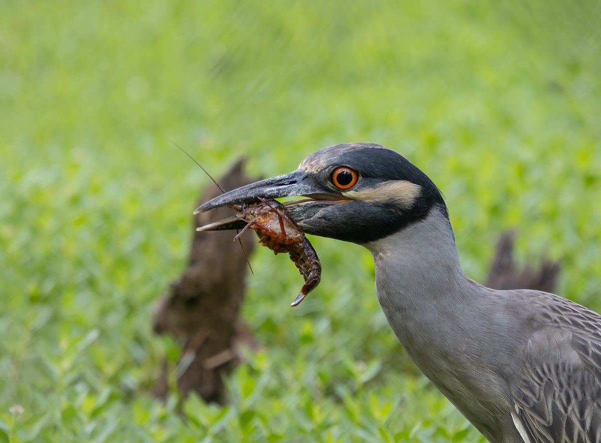 Yellow-crowned Night Heron - ML634820665