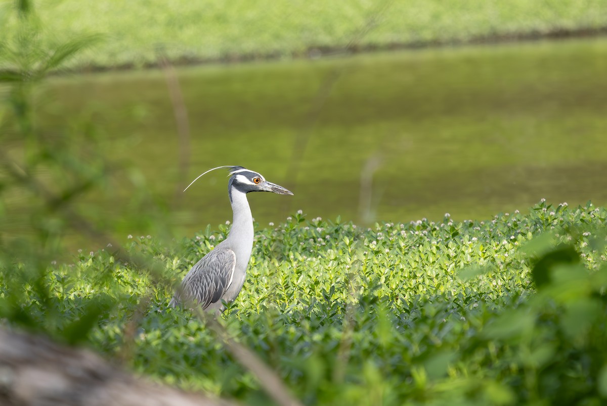 Yellow-crowned Night Heron - ML634820672