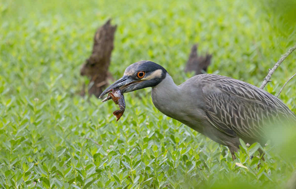 Yellow-crowned Night Heron - ML634820673