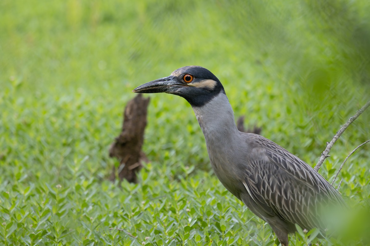 Yellow-crowned Night Heron - ML634820674