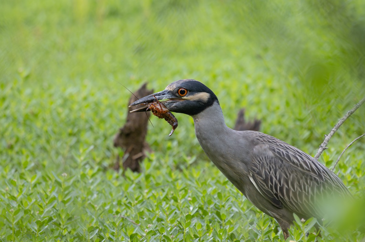 Yellow-crowned Night Heron - ML634820677