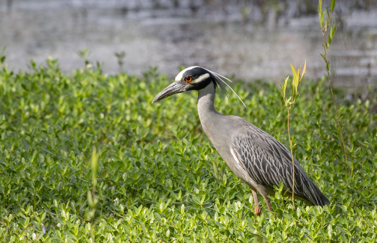 Yellow-crowned Night Heron - ML634820679