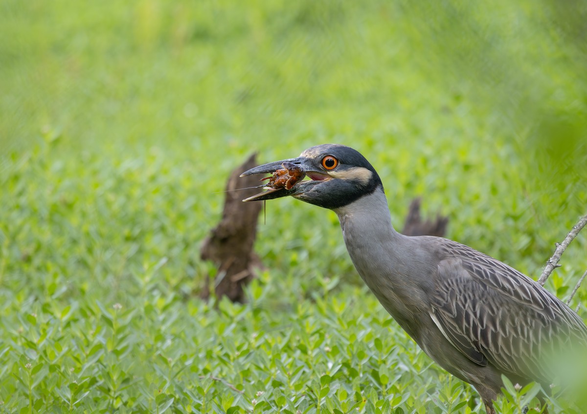 Yellow-crowned Night Heron - ML634820682