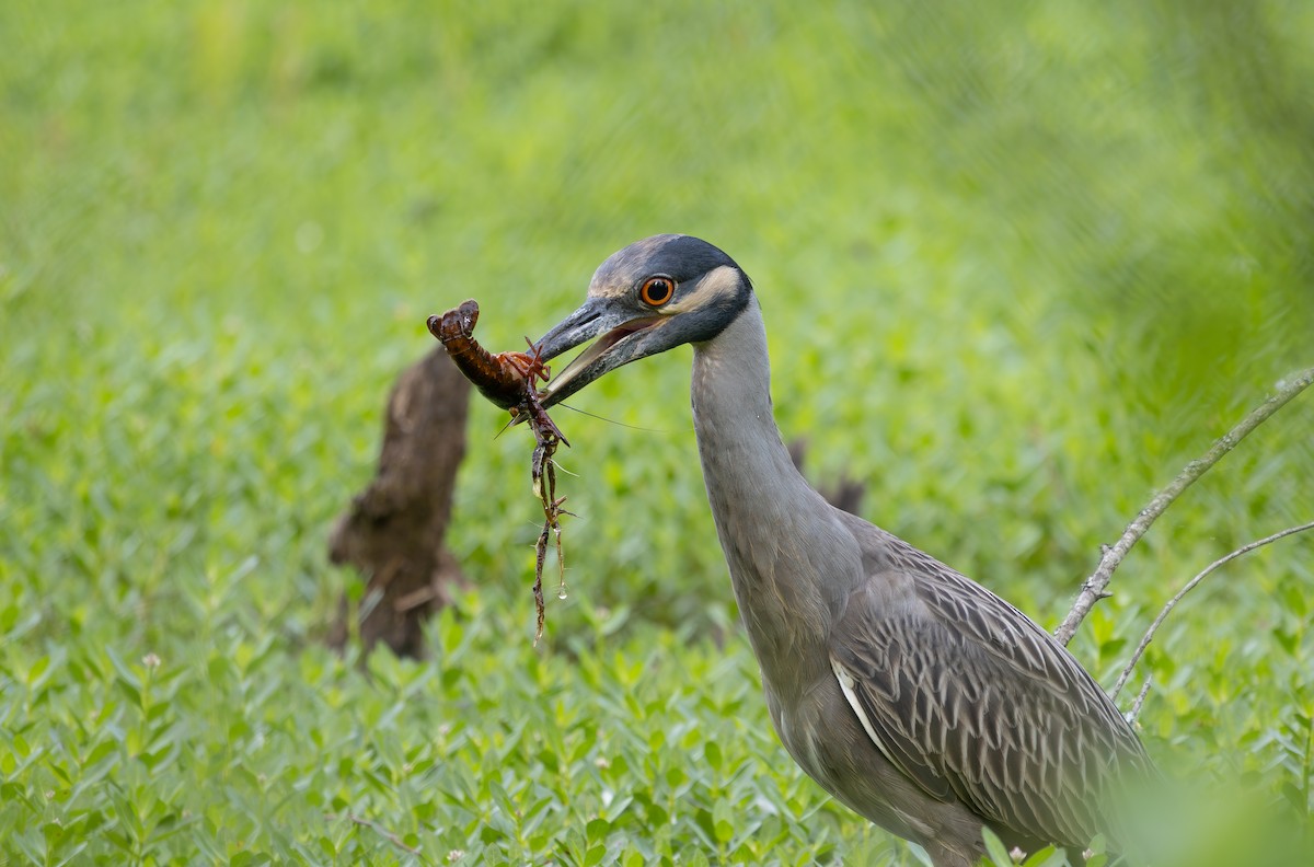 Yellow-crowned Night Heron - ML634820684
