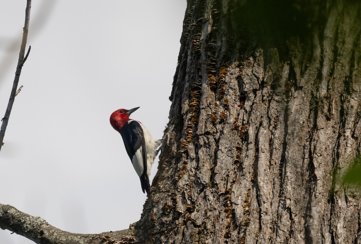 Red-headed Woodpecker - ML634820687