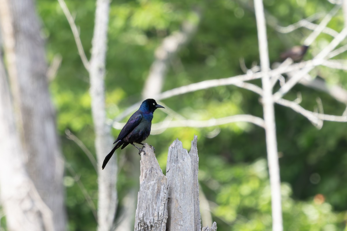 Common Grackle - ML634820697