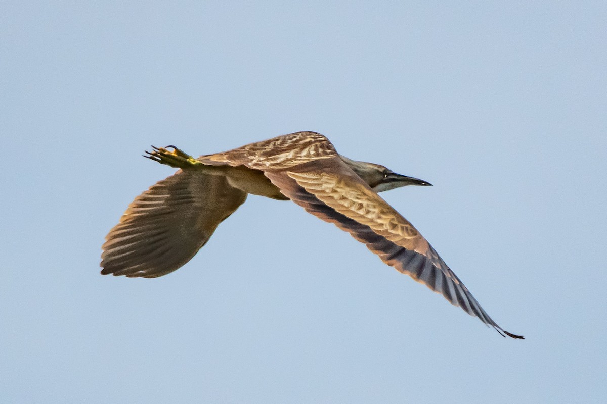 American Bittern - ML634820762