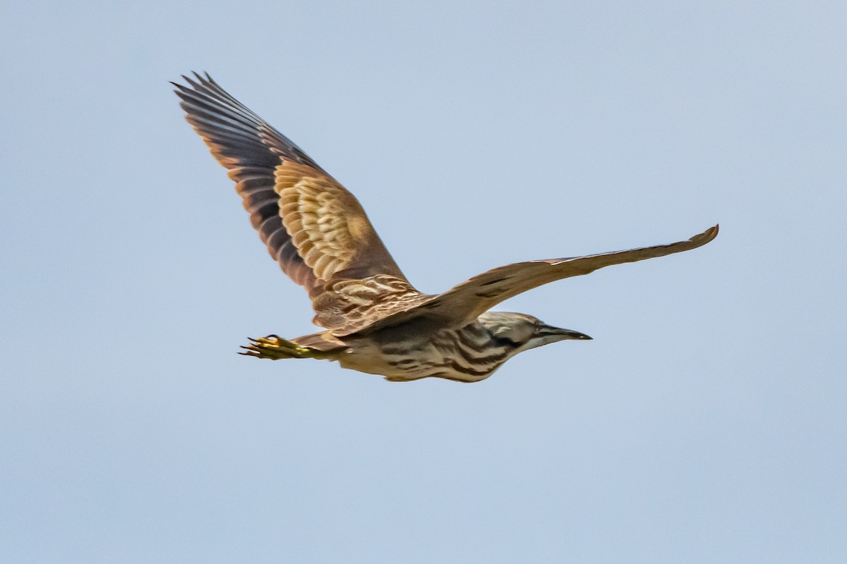 American Bittern - ML634820763