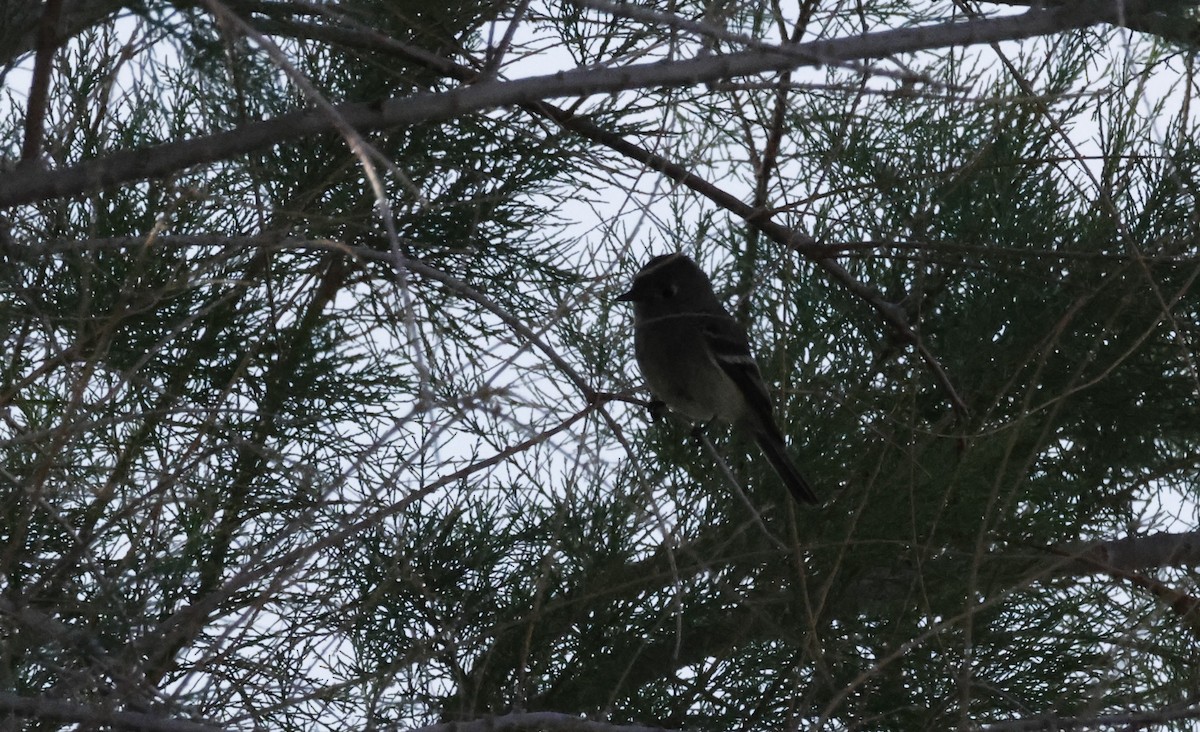 Plumbeous Vireo - ML634820851