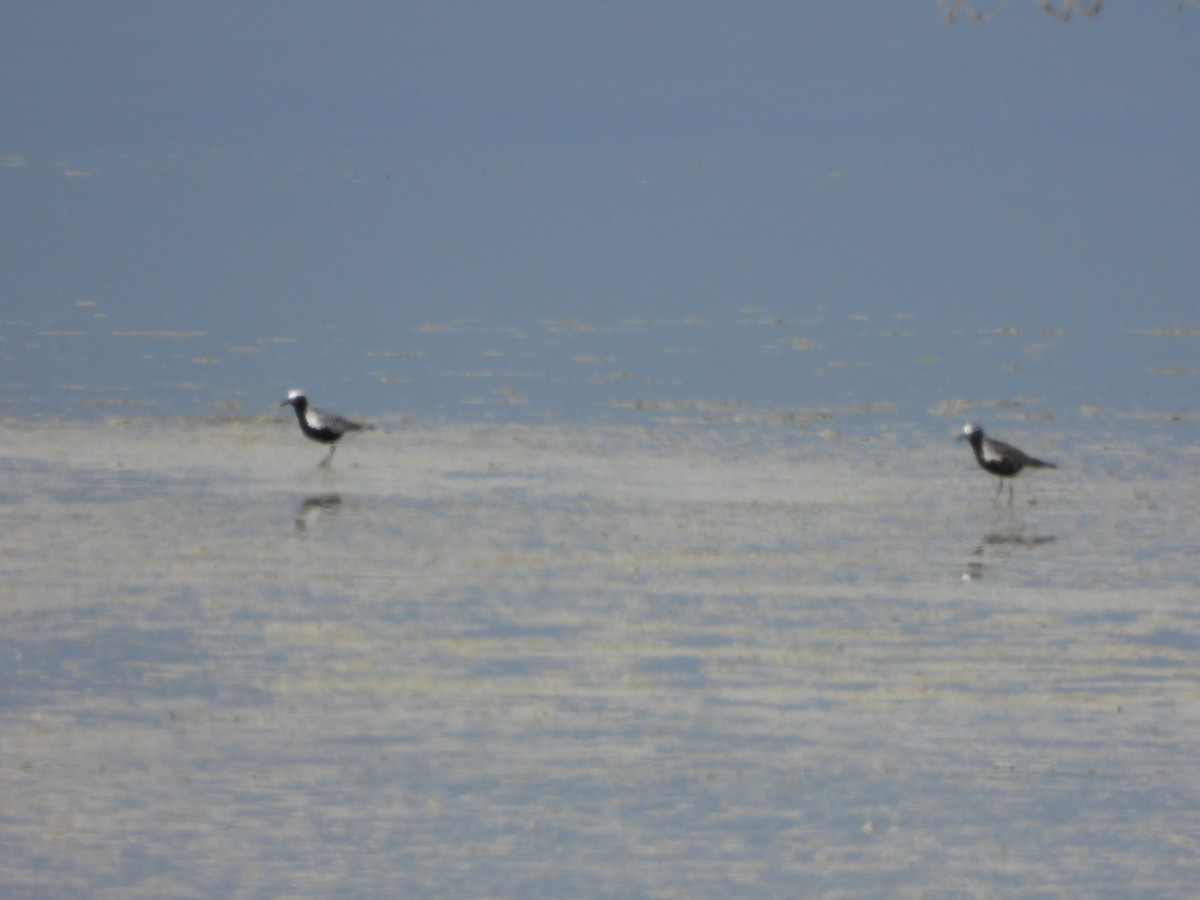Black-bellied Plover - ML634820888