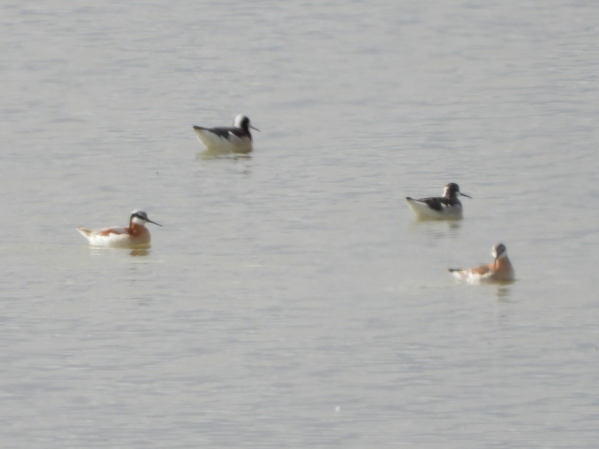 Wilson's Phalarope - ML634820914