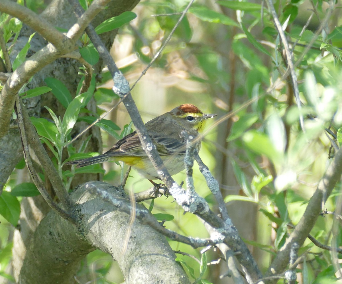 Palm Warbler (Western) - ML634820925