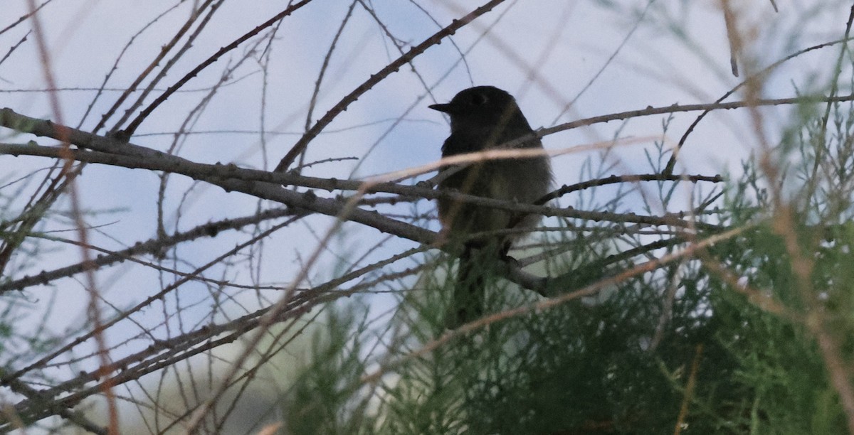 Plumbeous Vireo - ML634820933