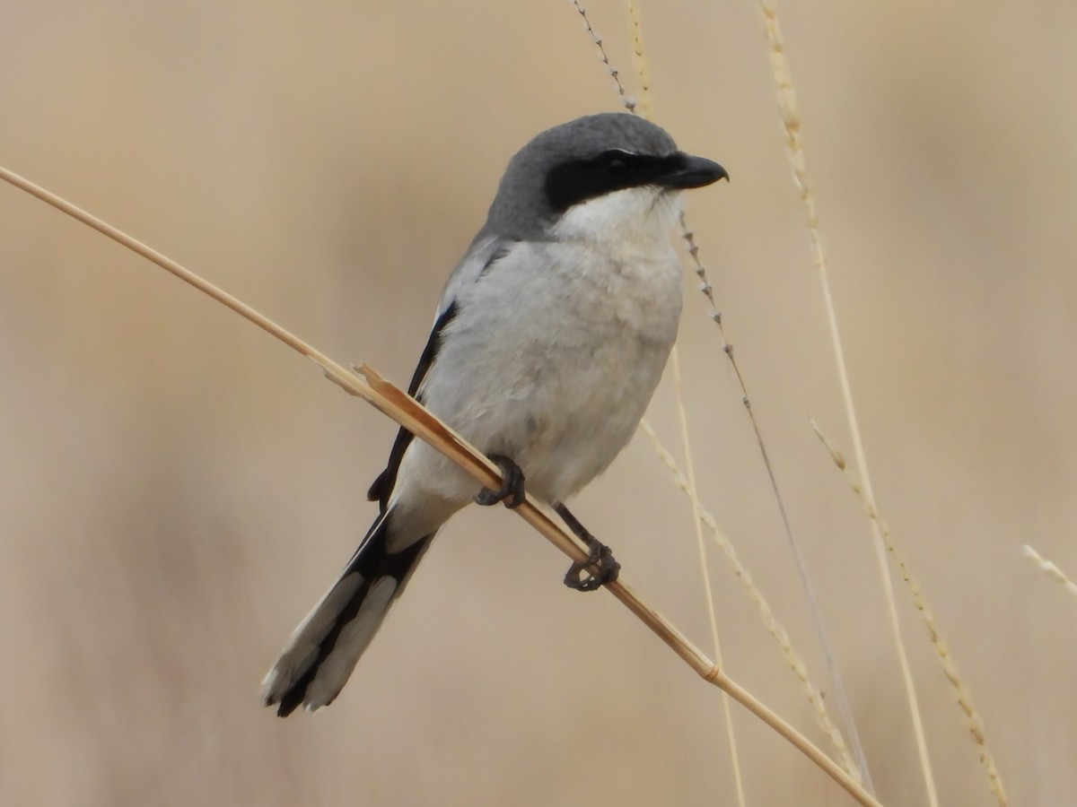 Loggerhead Shrike - ML634820941