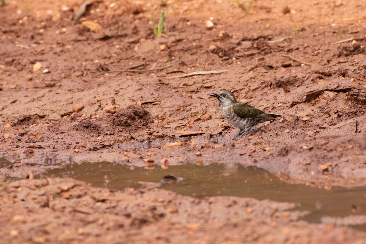 Horsfield's Bronze-Cuckoo - ML634820977