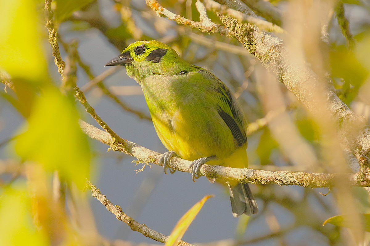 Emerald Tanager - ML634821070