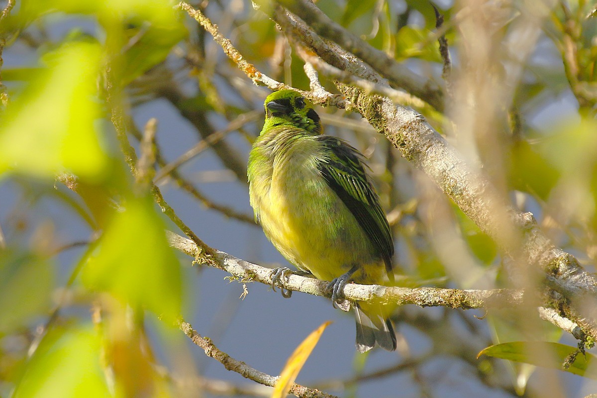 Emerald Tanager - ML634821072