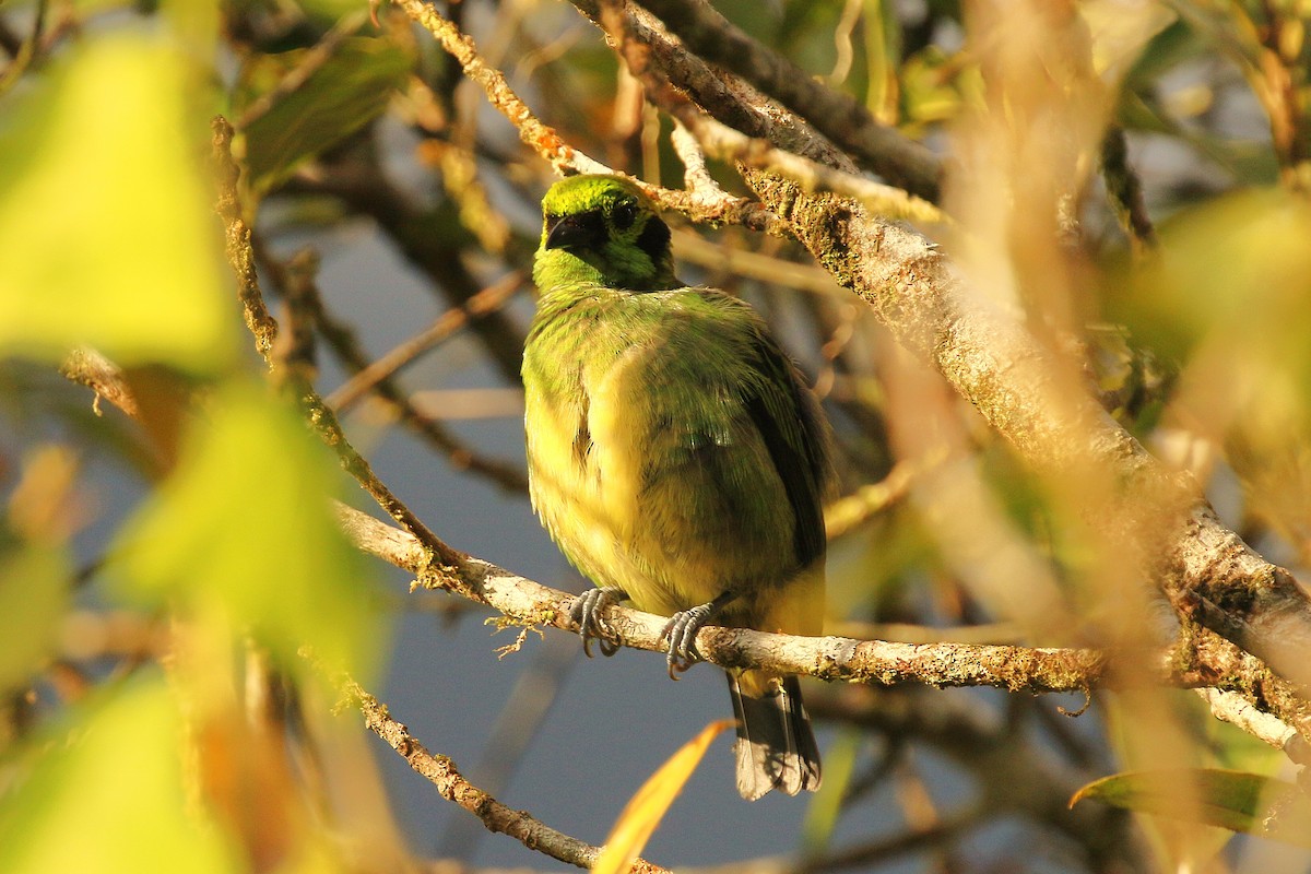 Emerald Tanager - ML634821073