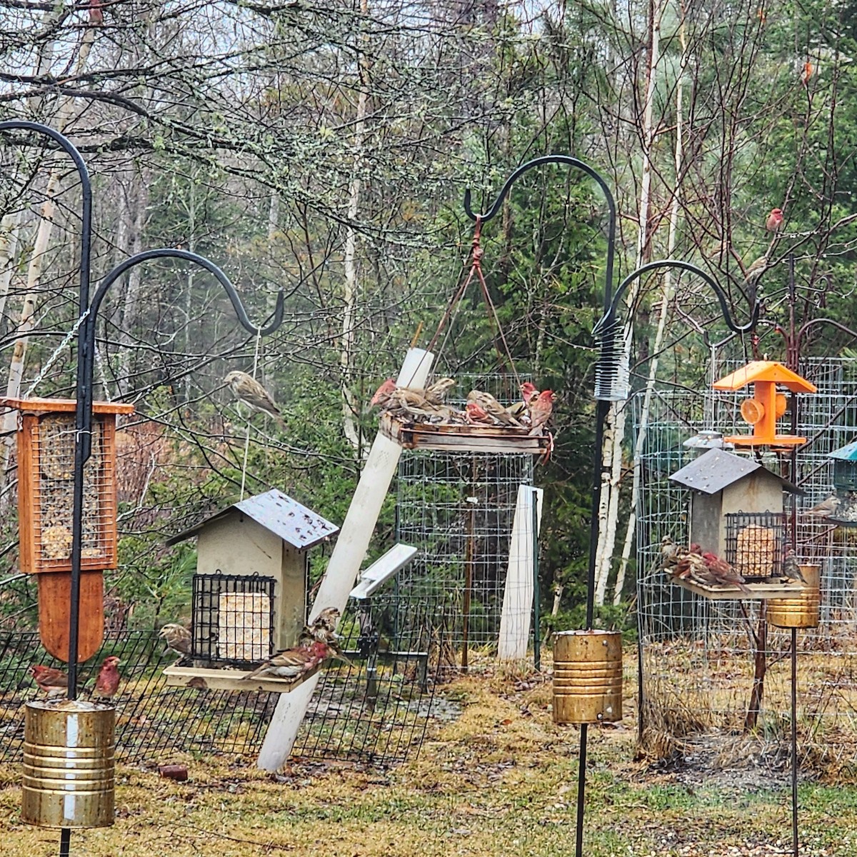 Purple Finch - ML634821522