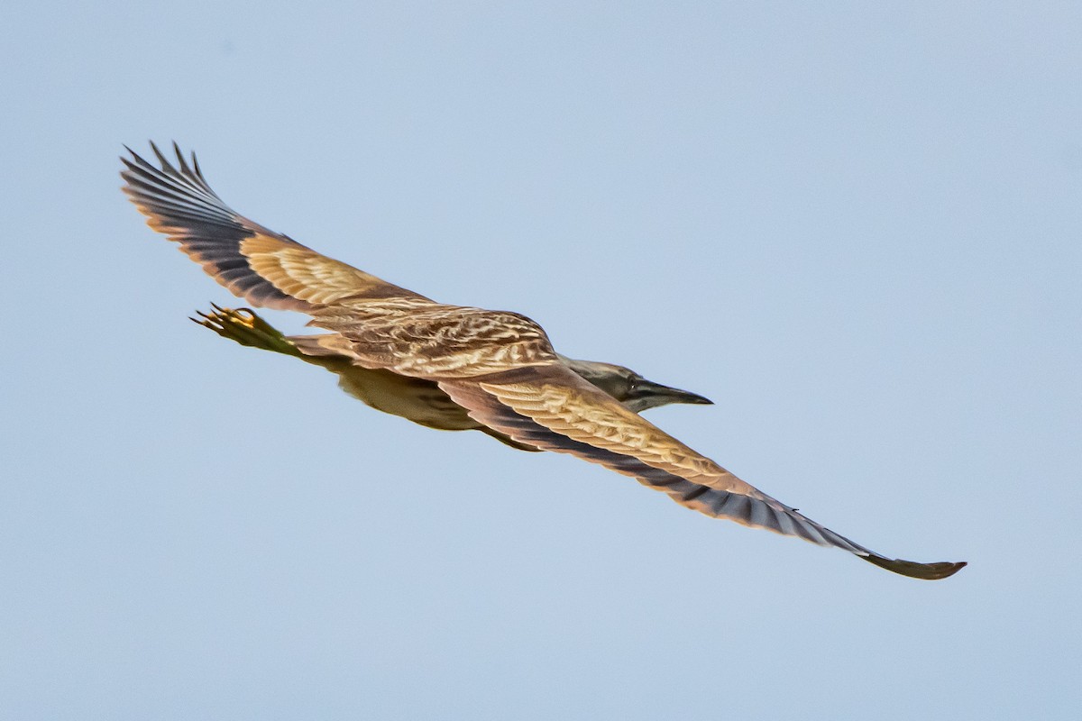 American Bittern - ML634821527