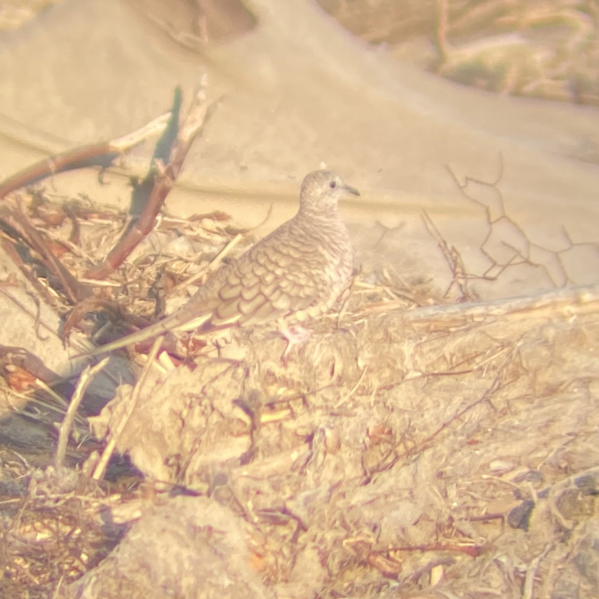 Inca Dove - ML634821640