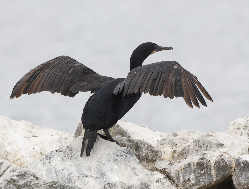 Brandt's Cormorant - ML634821979