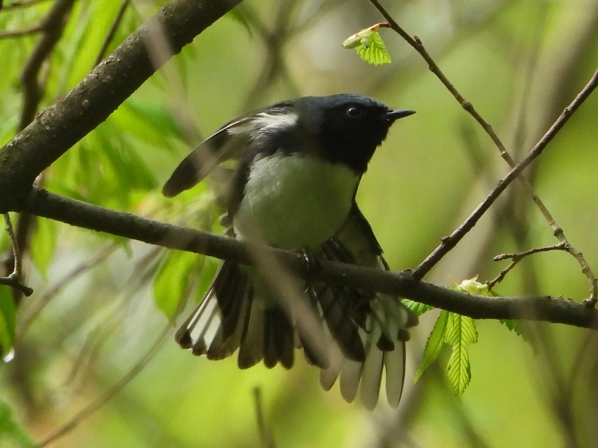 Black-throated Blue Warbler - ML634822019