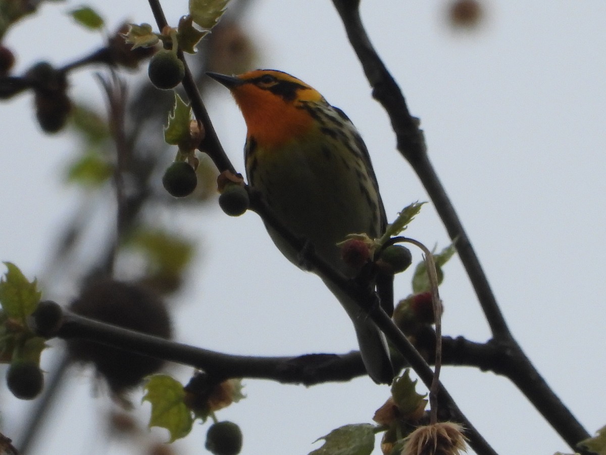 Blackburnian Warbler - ML634822041