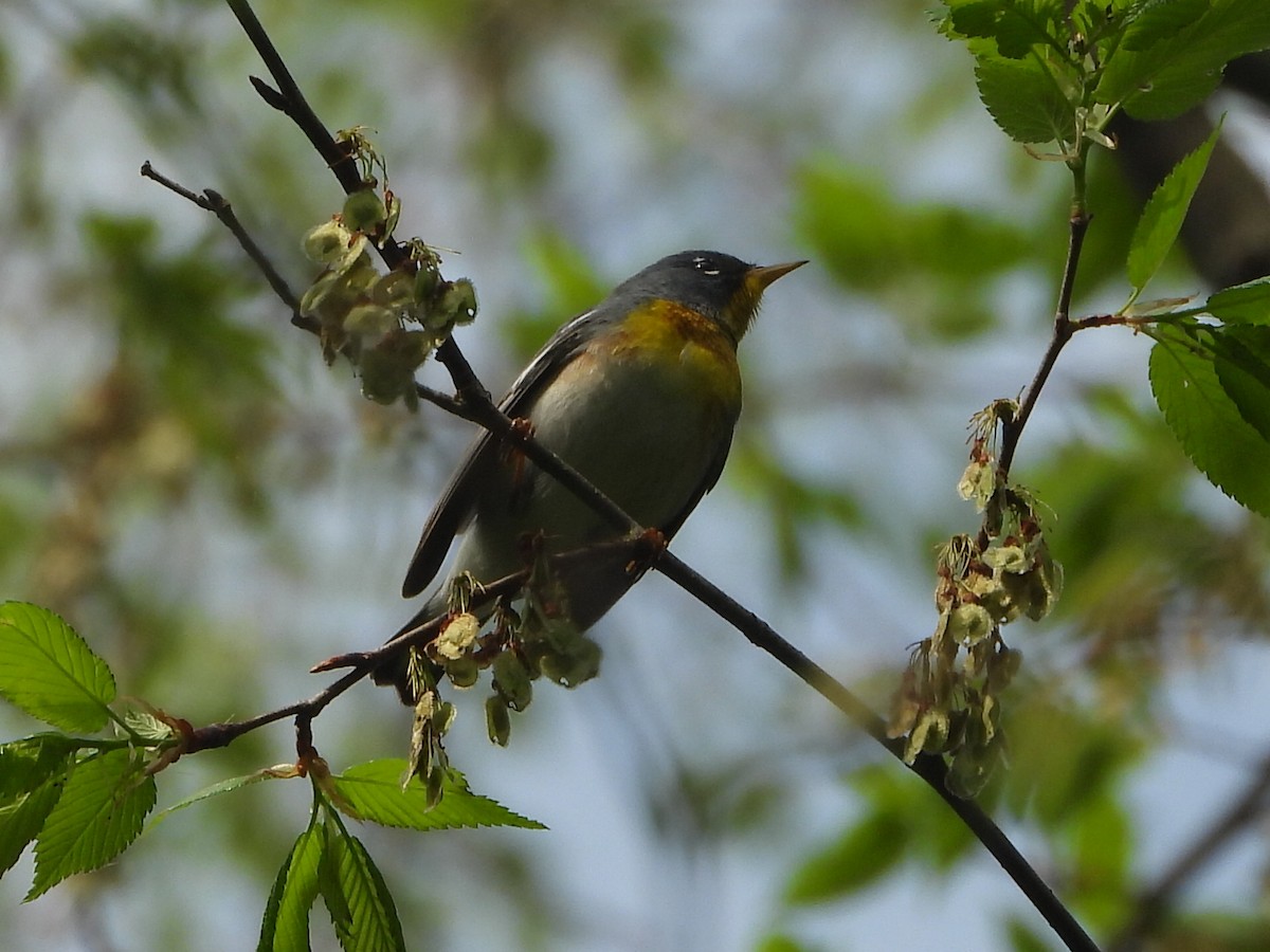 Northern Parula - ML634822070