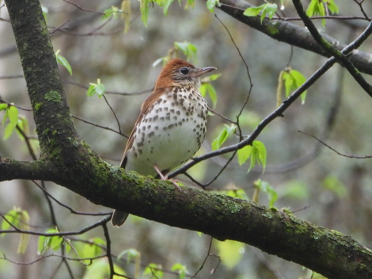 Wood Thrush - ML634822082