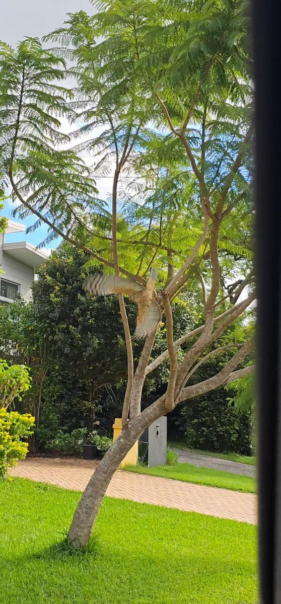 Хохлатая база - ML634822132