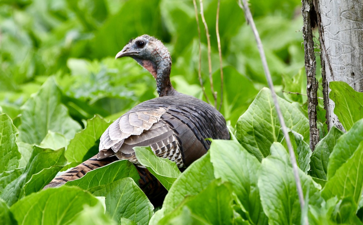 シチメンチョウ - ML634822162